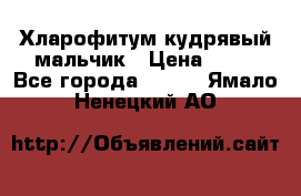 Хларофитум кудрявый мальчик › Цена ­ 30 - Все города  »    . Ямало-Ненецкий АО